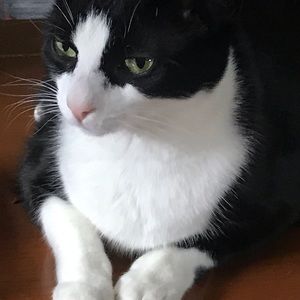 Meet your Posher, Geneci